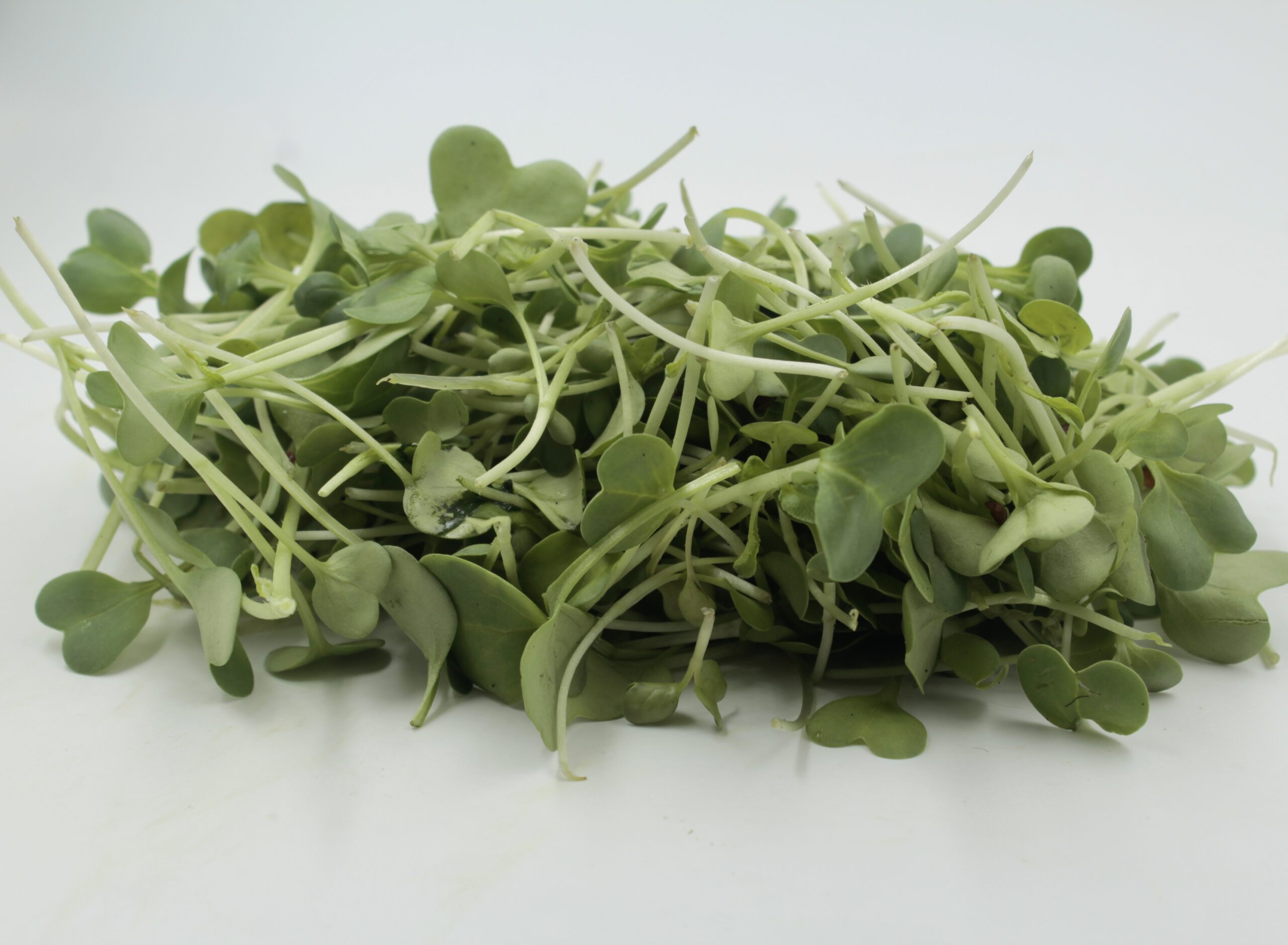 Microgrrn Radish is the Vgetable from Ecotic Veg Microgreen type vegtable smqal leaves